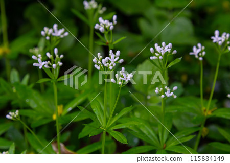 Woodruff, Galium odoratum is a spice and medicinal plant that grows in the forest Woodruff, Galium odoratum is a spice and medicinal plant that grows in the forest 115884149