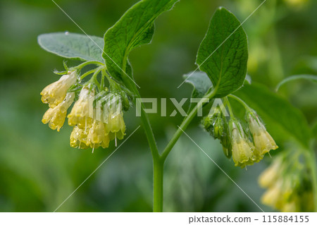 Flowering Symphytum tuberosum in the forest, spring-early summer, natural environment. Medicinal plant Flowering Symphytum tuberosum in the forest, spring-early summer, natural environment. Medicinal plant 115884155