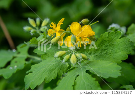 Greater celandine or chelidonium majus is a perennial herbaceous flowering plant used in folk medicine 115884157
