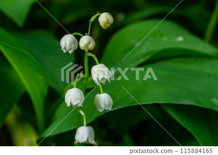 Lily of the valley, Convallaria majalis, growing wild, white fragrant flowers, detail 115884165