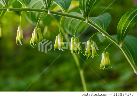 Polygonatum multiflorum flower in meadow, close up 115884173