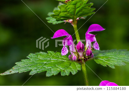 Pink flowers of spotted dead-nettle Lamium maculatum. Medicinal plants in the garden 115884180