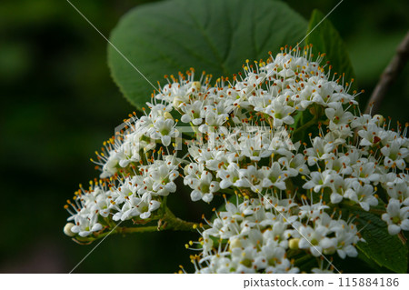 White inflorescence of on a branch of a plant called Viburnum lantana Aureum close-up 115884186