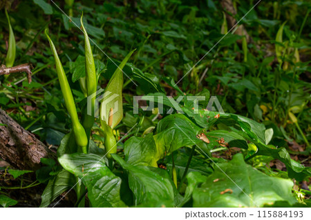 Cuckoopint or Arum maculatum arrow shaped leaf, woodland poisonous plant in family Araceae. arrow shaped leaves. Other names are nakeshead, adder's root, arum, wild arum, arum lily, lords-and-ladies 115884193