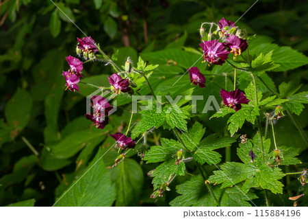 Purple and red flowers of Geranium phaeum Samobor in spring garden 115884196