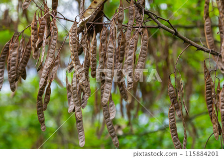 Robinia pseudoacacia, commonly known as black locust with seeds Robinia pseudoacacia, commonly known as black locust with seeds 115884201