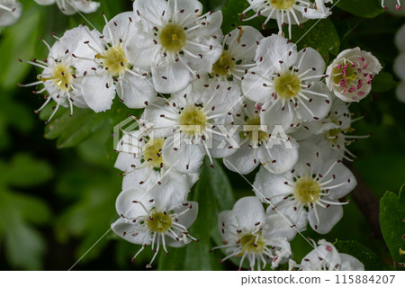 White Crataegus flowers close up in sunlight White Crataegus flowers close up in sunlight 115884207