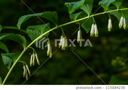 Polygonatum multiflorum flower in meadow, close up 115884230