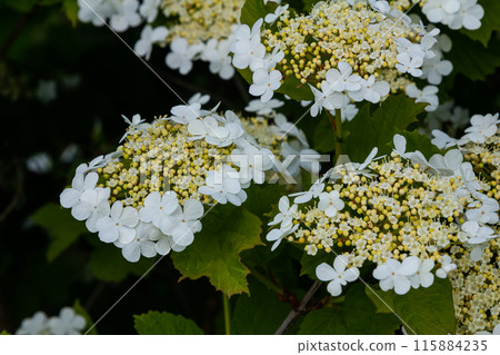 Viburnum flower in bloom. Beautiful macro shot of white flower clusters of ornamental plant Viburnum flower in bloom. Beautiful macro shot of white flower clusters of ornamental plant 115884235