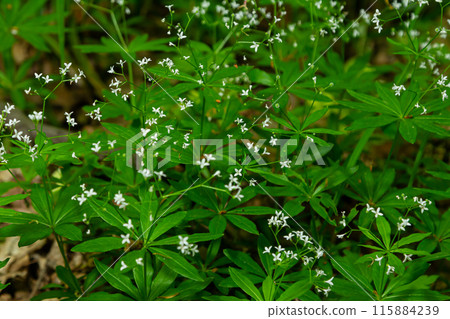 White woodruff flowers. Flowering plant close-up. Galium odoratum White woodruff flowers. Flowering plant close-up. Galium odoratum 115884239