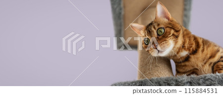 Bengal cat on a scratching post. Cat and cat furniture. Bengal cat on a scratching post. Cat and cat furniture. 115884531
