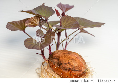 安野地瓜發芽種薯 安野地瓜發芽種薯 115884717