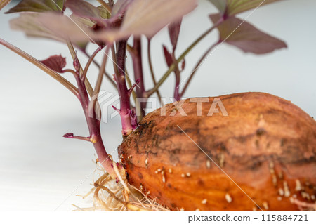 安野地瓜發芽種薯 115884721