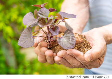 安諾地瓜 - 展示發芽馬鈴薯種薯 - 為農民配對接班人 115884725