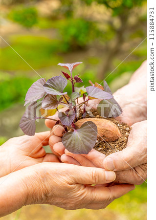Annou potatoes, offering sprouted seed potatoes, farming, matching, successor 115884731