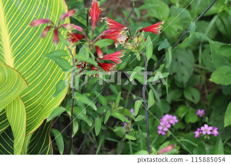 Red flowers of alstroemeria pulchella blooming in a park in early summer Red flowers of alstroemeria pulchella blooming in a park in early summer 115885054