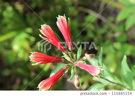 Red Alstroemeria pulchella flowers blooming in a park in early summer 115885154
