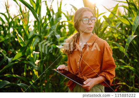 Farmer- woman standing in corn field examining crop. Harvest care concept. 115885222
