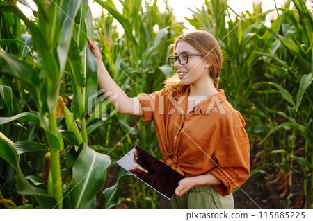 Farmer- woman standing in corn field examining crop. Harvest care concept. 115885225