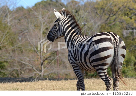 斑馬走得濃密 115885253