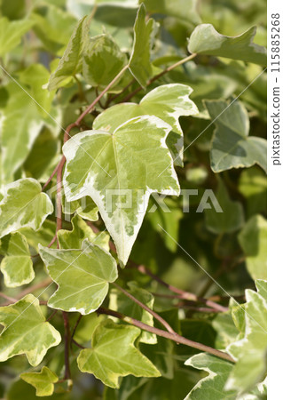 English Ivy Eva English Ivy Eva 115885268