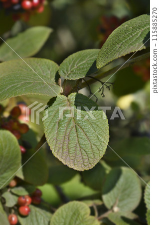 Wayfaring tree 115885270