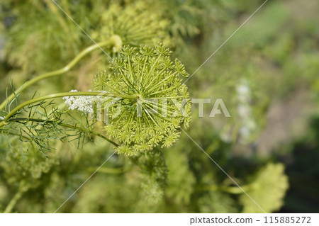 Toothpick bullwort Blutenball Toothpick bullwort Blutenball 115885272