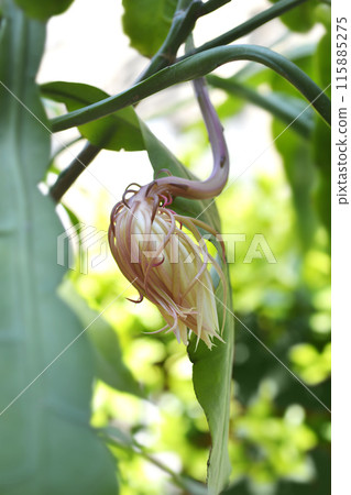 Dutchmans-pipe cactus 115885275