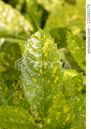 Japanese laurel Crotonifolia 115885279