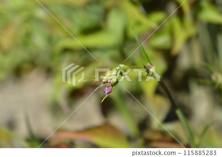 Sticky catchfly Sticky catchfly 115885283