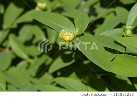 Aarons beard 115885286