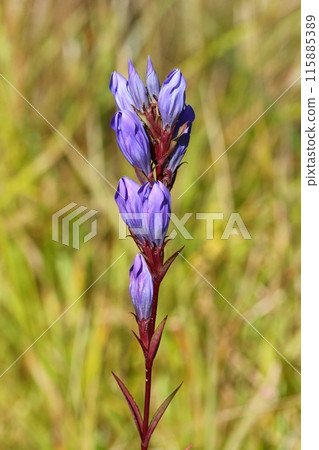 Gentian blooming in the field, wildflowers, purple flowers Gentian blooming in the field, wildflowers, purple flowers 115885389