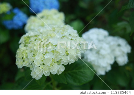 hydrangea hydrangea 115885464
