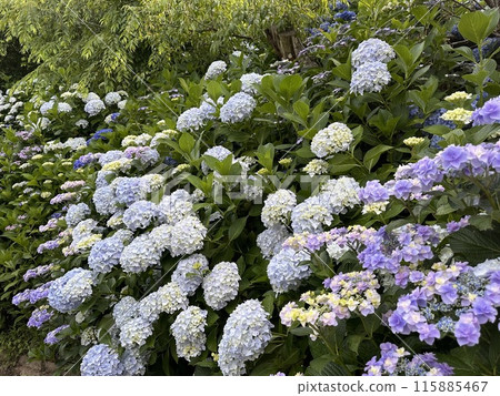 hydrangea hydrangea 115885467