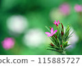 紅花	 115885727