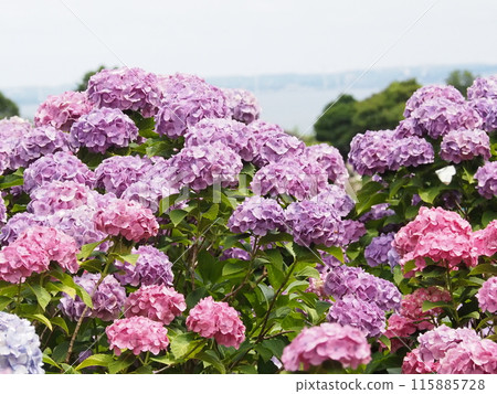 繡球花 片原繡球花 115885728