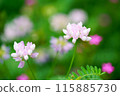 漂亮的粉紅色蓮花 115885730