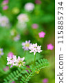  白花 115885734