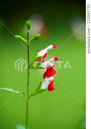紅櫻桃鼠尾草花 115885735