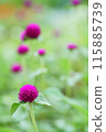千日縐紅花 115885739