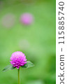 漂亮的花 115885740