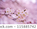 蓬鬆的櫻花 115885742