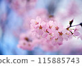 發光在春天藍天的櫻花 115885743
