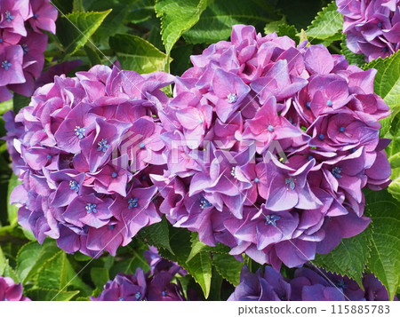 Hydrangea Katahara 115885783