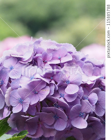 繡球花 片原繡球花 繡球花 片原繡球花 115885788