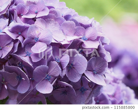 繡球花 片原繡球花 115885800