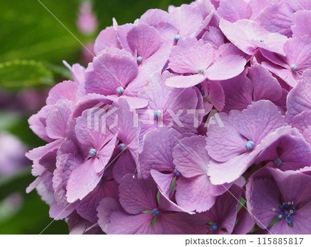 Hydrangea Katahara 115885817