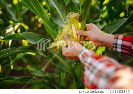 Owner of farm, standing in cornfield, inspects crop. Farmer is watching growth of crop with tablet. Owner of farm, standing in cornfield, inspects crop. Farmer is watching growth of crop with tablet. 115885835