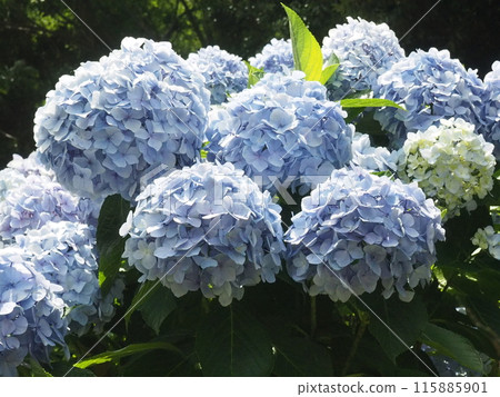 繡球花 片原繡球花 繡球花 片原繡球花 115885901