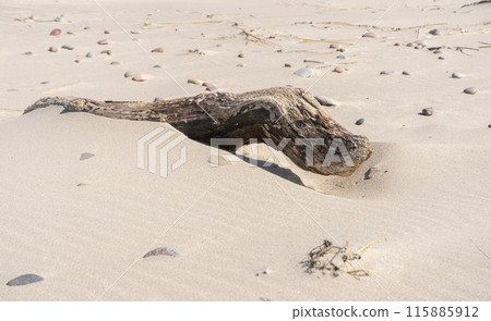 Dried tree log on the sand beach. Sand dunes with stones Dried tree log on the sand beach. Sand dunes with stones 115885912